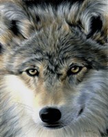 Young Wolf Fine Art Print
