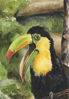 Toucan Bill Fine Art Print