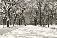 Poets Walk Fine Art Print