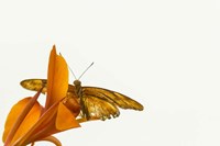 A Kiss of Orange Fine Art Print