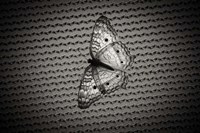 Butterfly Contrast Fine Art Print