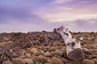 Driftwood View Fine Art Print