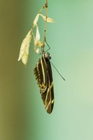 Hanging Out Fine Art Print