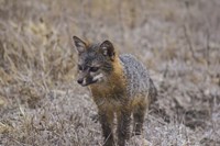 Island Fox Fine Art Print