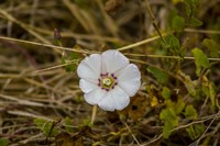 Lone Bloomer Fine Art Print