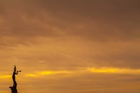 Mermaid of the Sky Fine Art Print