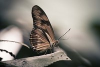 Muted Fine Art Print