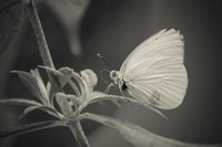 Patiently Wait Fine Art Print