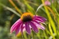 Pink Umbrella Fine Art Print