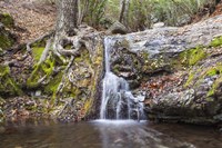 Roots of Nature Fine Art Print