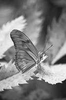 Still Fine Art Print