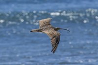 Swooping Over Fine Art Print