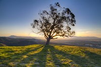 Tree Shadows Fine Art Print