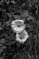 Twins Fine Art Print