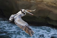 Pelican Flight Fine Art Print