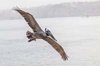 Pelican Spread Fine Art Print