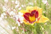 Soft Beauty Fine Art Print