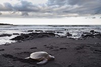 Black Sand Honu Fine Art Print