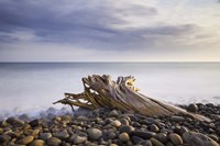 Stumped Fine Art Print