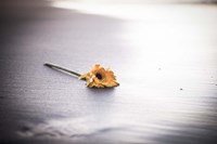 Even Daisies Have Bad Days Fine Art Print