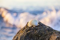 Shellview Surf Fine Art Print