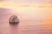 Shellsoft Fine Art Print