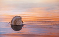Shellflection Fine Art Print