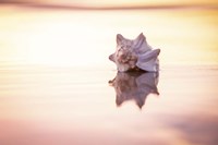 King of the Beach Fine Art Print