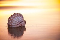 Battered But Beautiful Fine Art Print