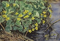 Marsh Marigolds Fine Art Print