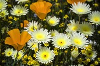 Poppies and Daisies Fine Art Print