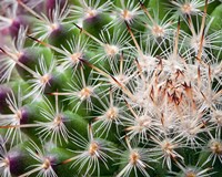 Cactus I Fine Art Print