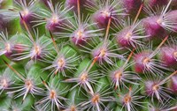 Cactus II Fine Art Print