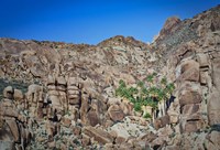 Desert Oasis Fine Art Print