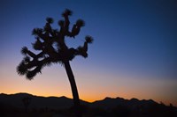 Joshua Tree II Fine Art Print