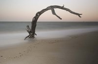 Anthropomorph Fine Art Print