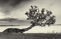 Abnegation Fine Art Print