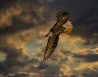 Bald Eagle at Sunset Fine Art Print