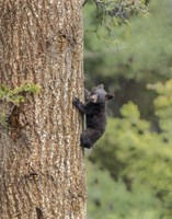 Black Bear Cub Climbing Fine Art Print