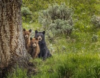 Sow and Cubs Family Fine Art Print