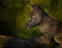 Black Wolf Pup Fine Art Print