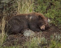Cinnamon Bear Sleeps Fine Art Print