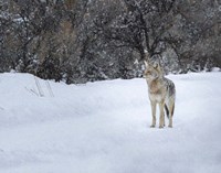Coyote in Snow Fine Art Print