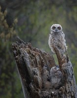 Great Horned Owlets Fine Art Print
