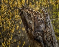 Great Horned Owlets 2 Fine Art Print
