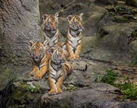 Malayan Tiger Cubs Oil Paint Fine Art Print