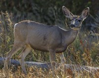 Mule Deer YNP Fine Art Print