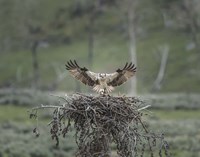 Osprey Lands on Nest With Chick Fine Art Print