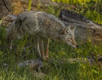 Stalking Coyote Fine Art Print