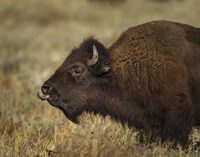 Yellowstone Bison Tongue Out Fine Art Print